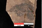 Foto (Detailansicht) von Alnus gracilis Unger (NHMW-GEO-2024-0188-0734)